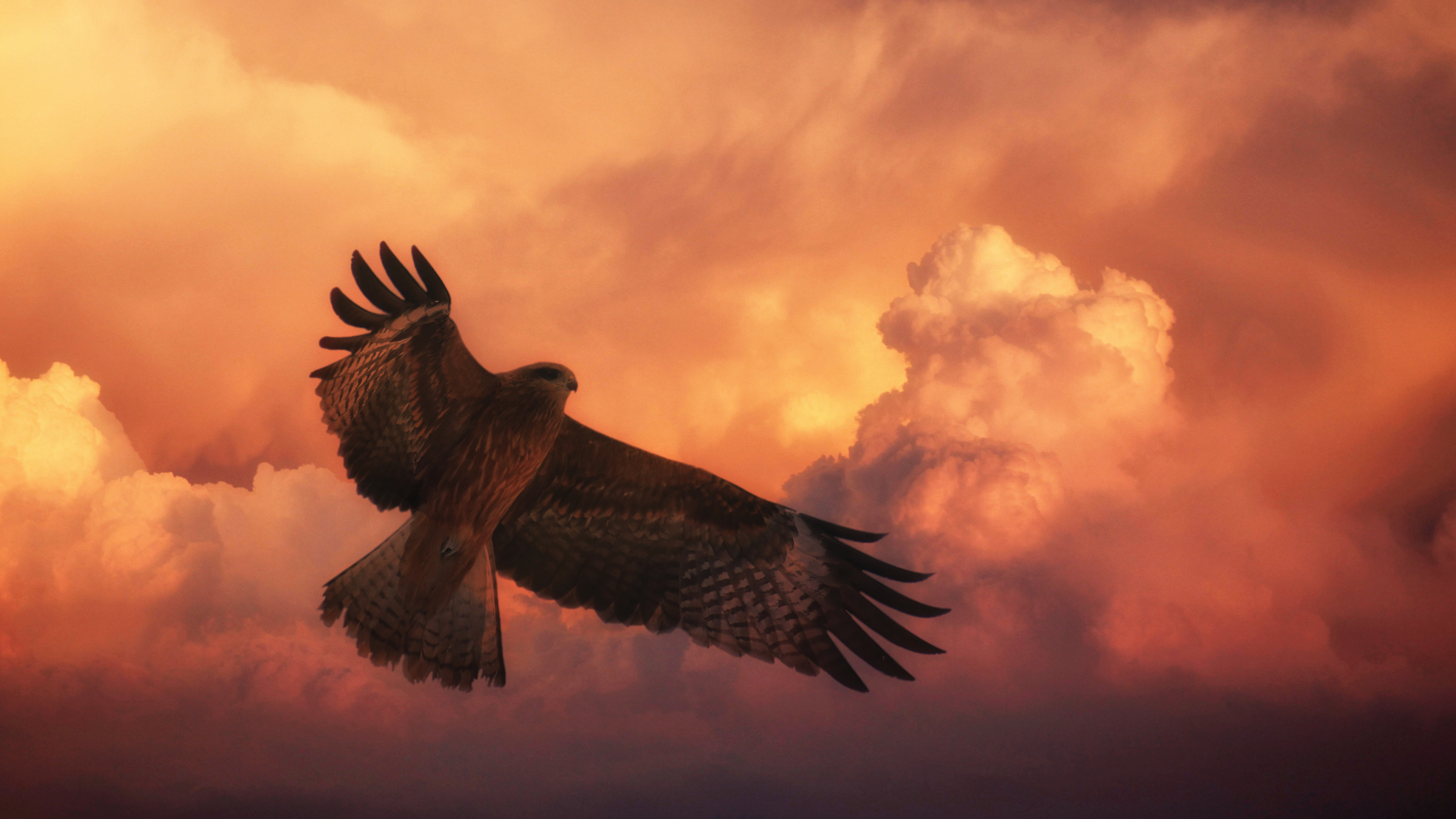 Big Hawk in the Sky
